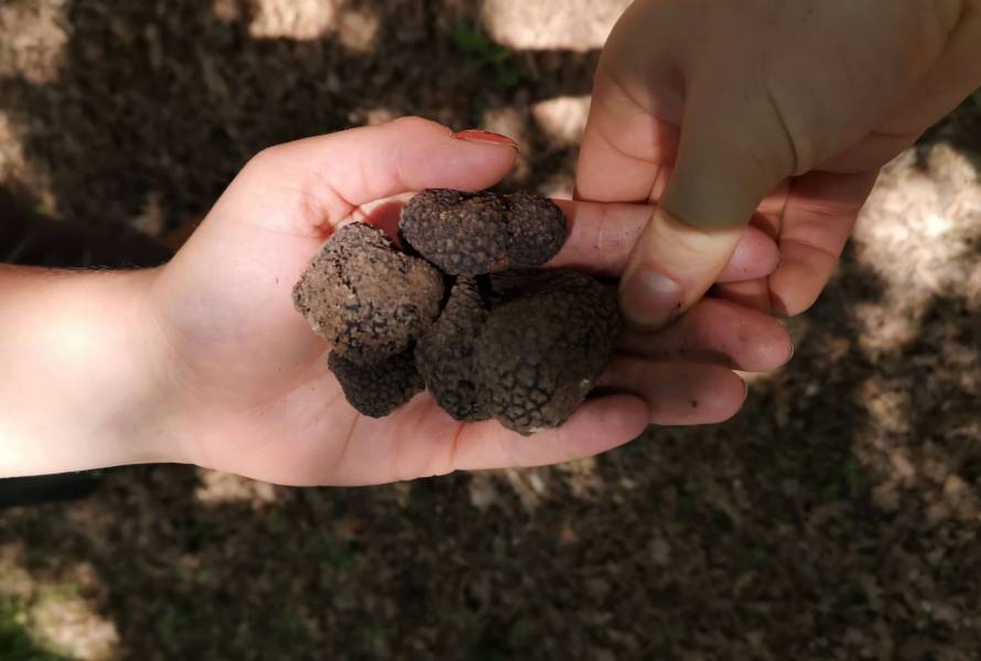 Caccia al tartufo nelle Crete Senesi 429