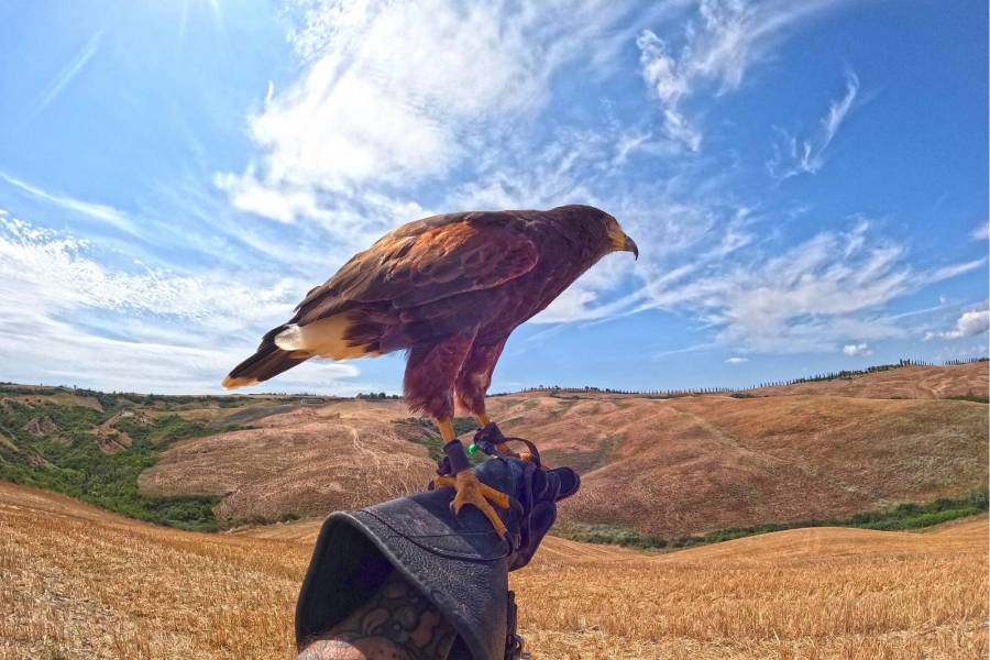 Falconry Experience 497