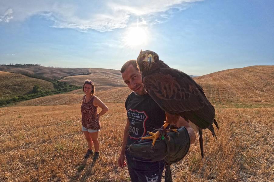 Falconry Experience 498
