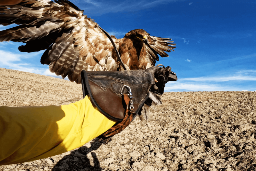 Falconry Experience 499
