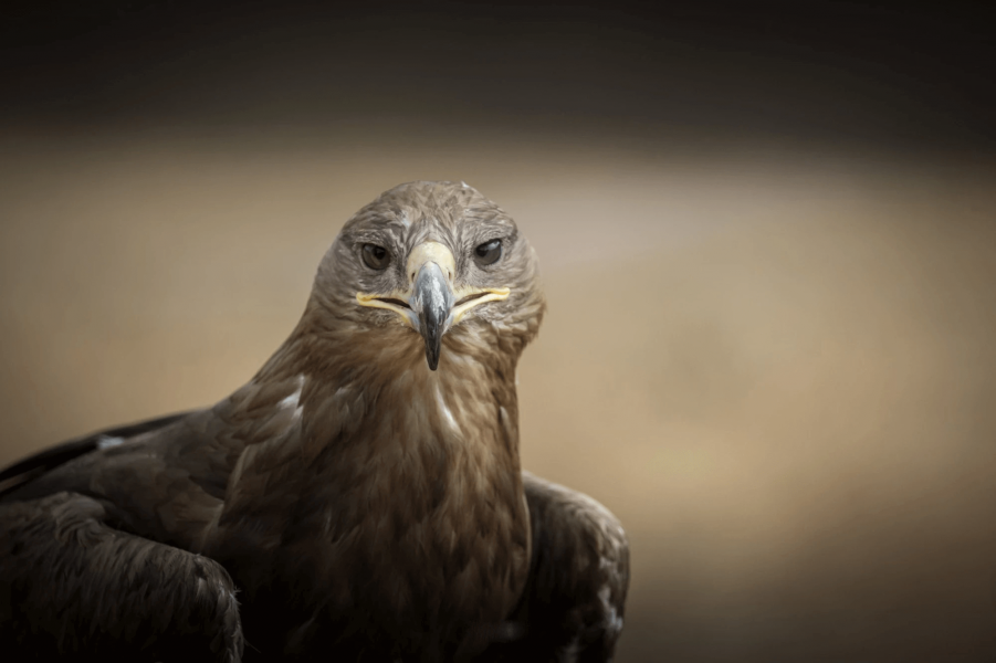 Falconry Experience 505