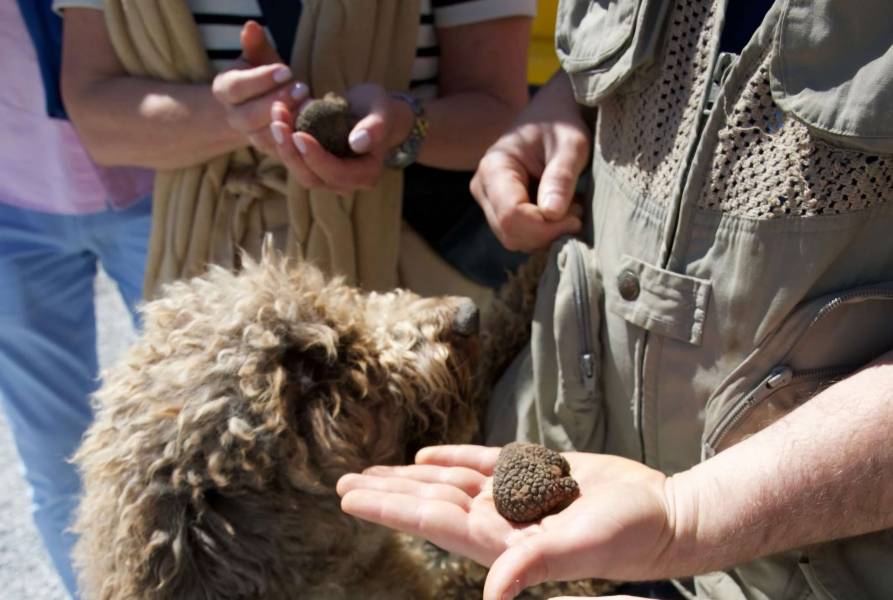 Caccia al tartufo nelle Crete Senesi 428