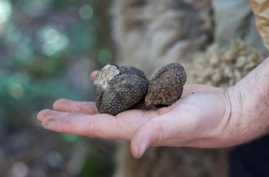 Caccia al tartufo nelle Crete Senesi 426