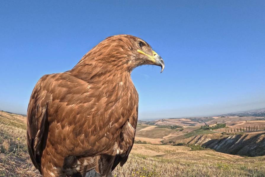 Falconry Experience 500