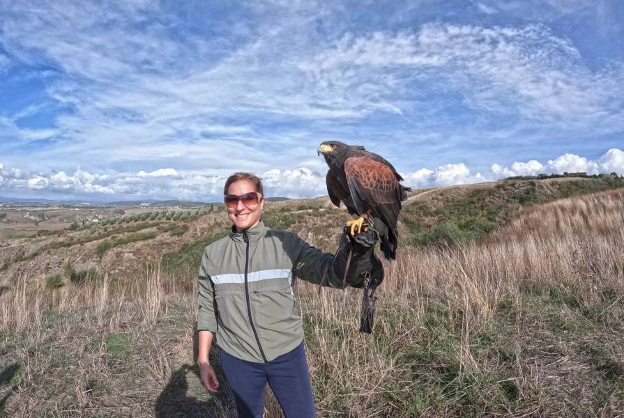 Falconry Experience 501