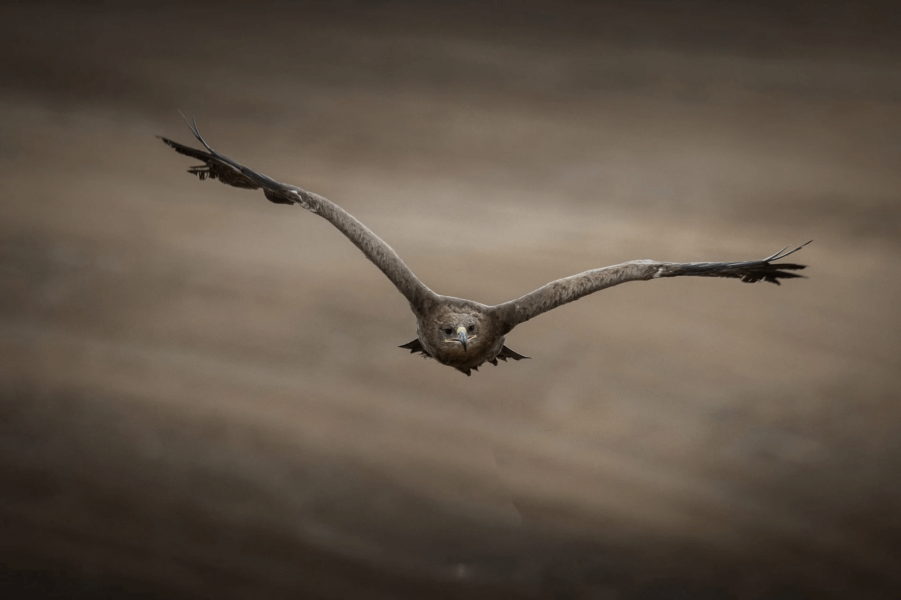 Falconry Experience 506