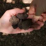 Truffle Hunting in Crete Senesi 429