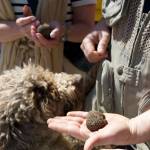 Truffle Hunting in Crete Senesi 428