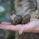 Truffle Hunting in Crete Senesi 426